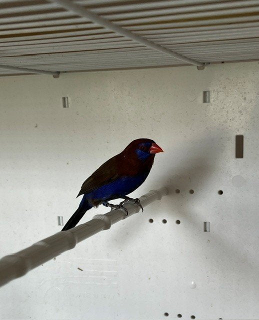 2x Purpergranaatastrilde (Granatina ianthinogaster), Dieren en Toebehoren, Vogels | Overige Vogels, Meerdere dieren, Tropenvogel