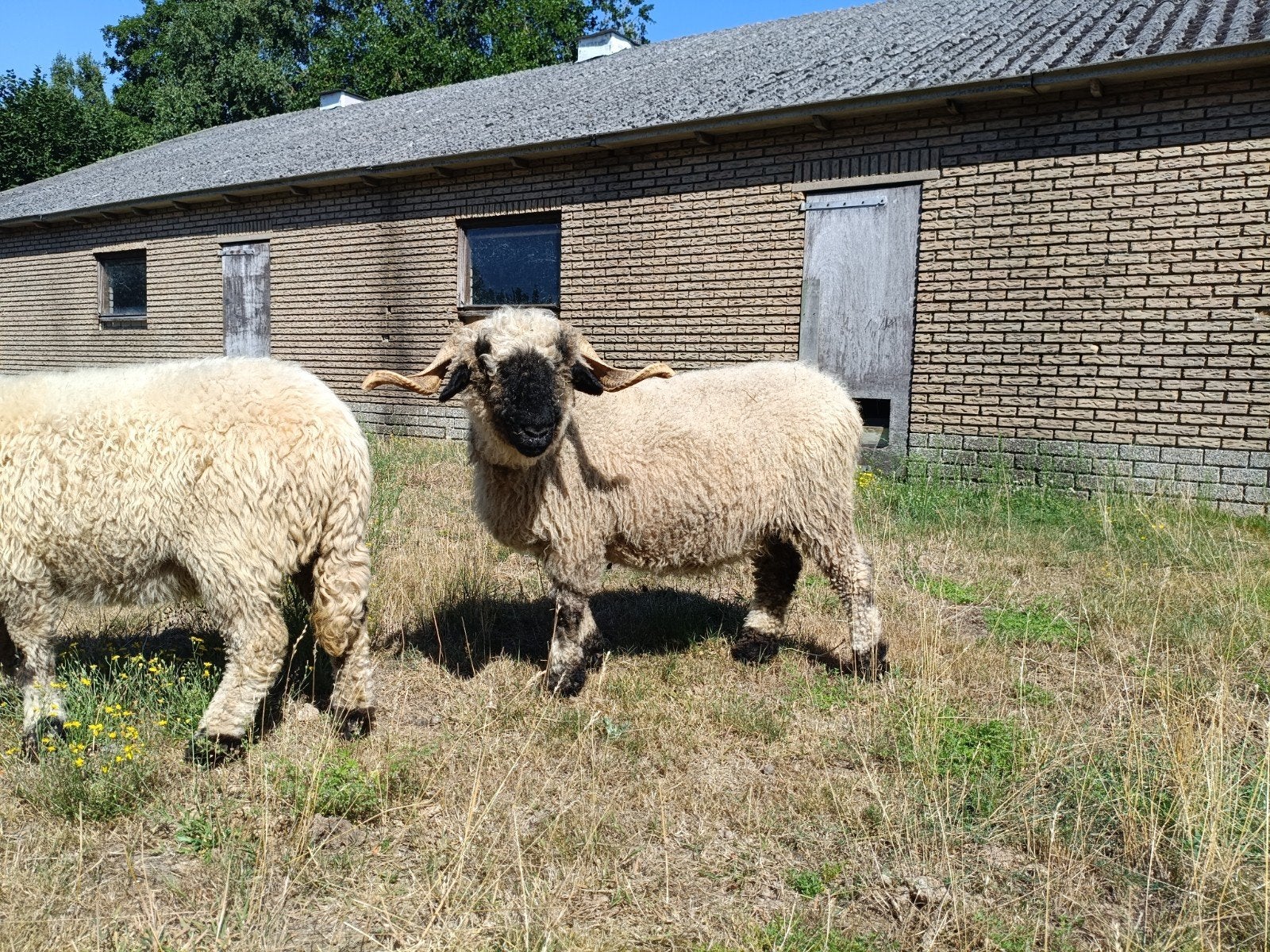 mooie walliser schwarznase ooi, Dieren en Toebehoren, Vrouwelijk, Schaap, 3 tot 5 jaar
