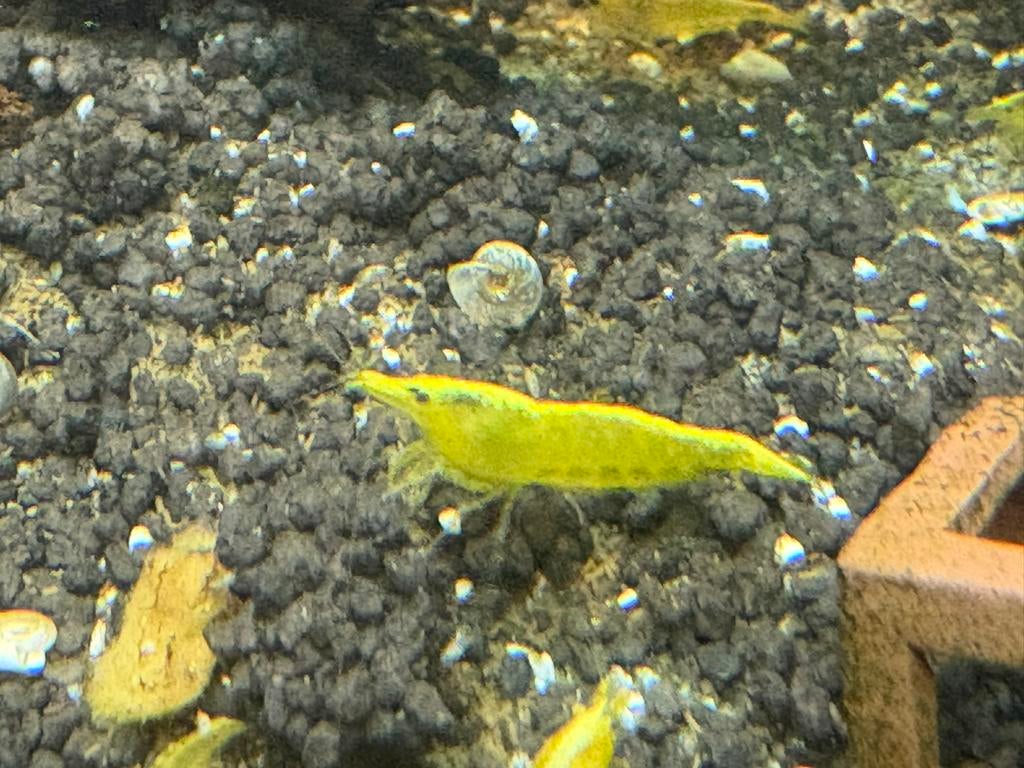 Citroen garnalen, Dieren en Toebehoren, Vissen | Aquariumvissen, Kreeft, Krab of Garnaal