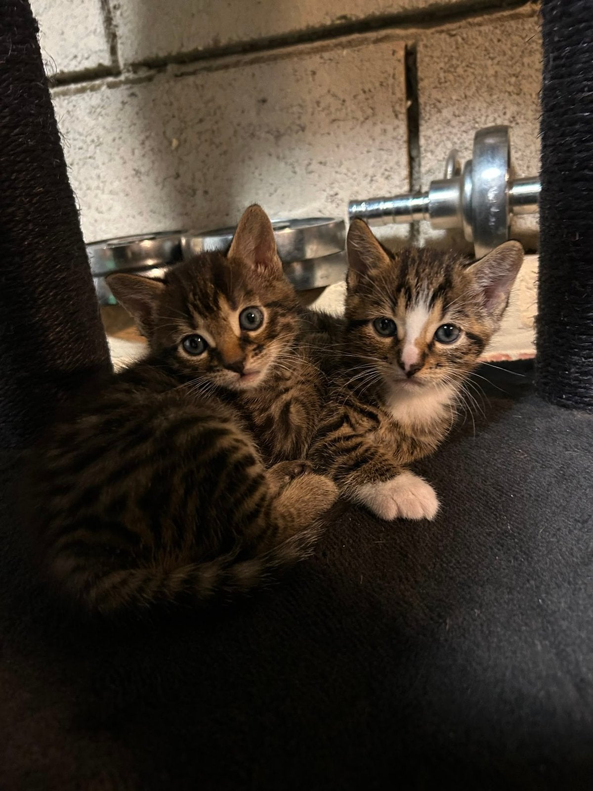 Half bengaalse kittens, Dieren en Toebehoren, Meerdere dieren, 0 tot 2 jaar