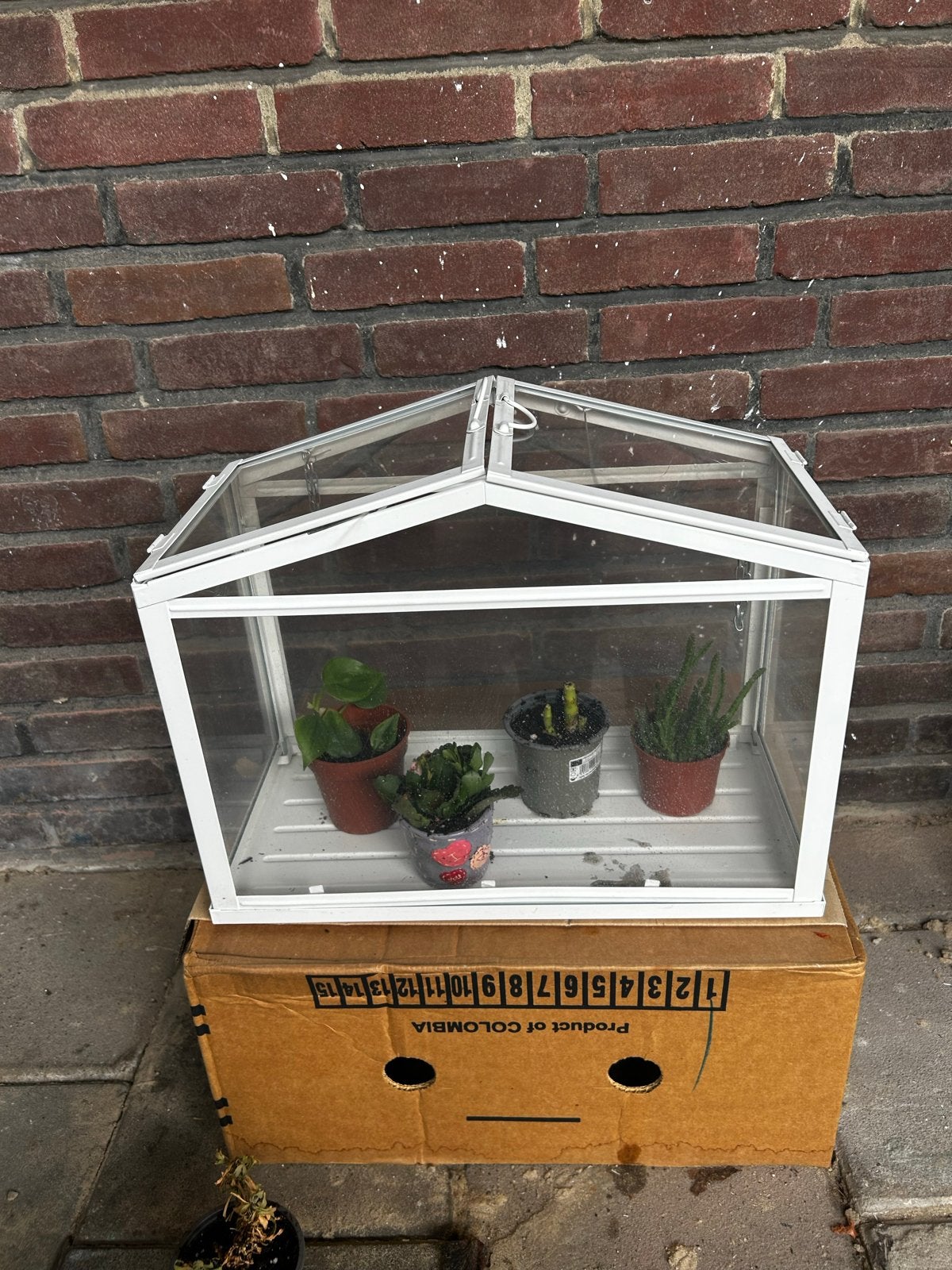 Mini kasje voor plantjes - ideaal voor stekjes en kleine pla, Ophalen of Verzenden, Gebruikt, Kweekkast