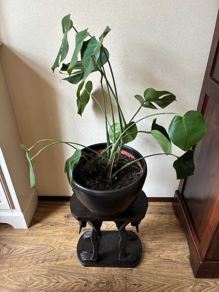 Bloempot met Plant en Tafel in Olifantenvorm, Overige soorten, In pot, Minder dan 100 cm, Halfschaduw