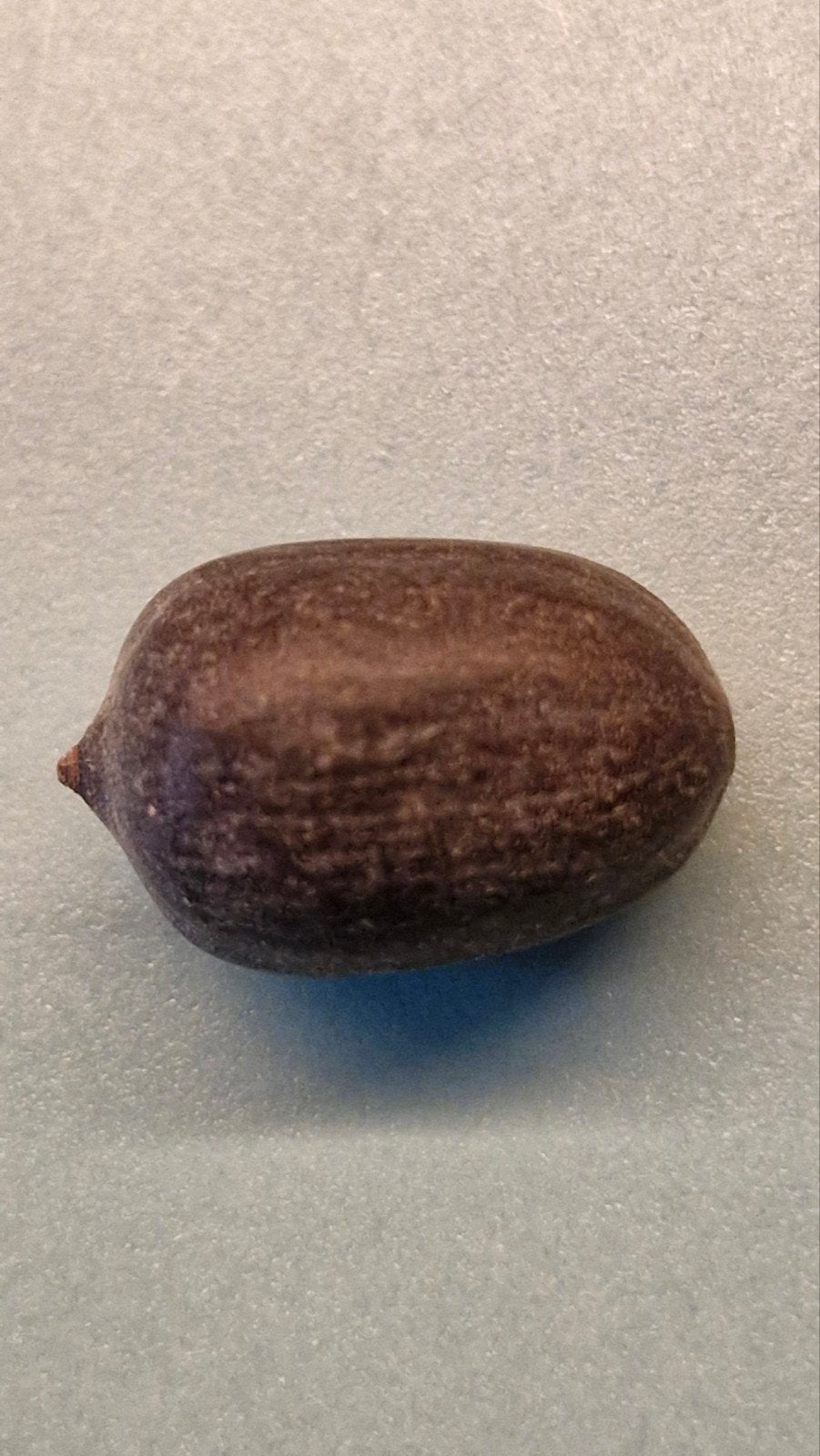Bio zaden van de Heilige Lotus, Verzenden, Voorjaar, Volle zon, Zaad