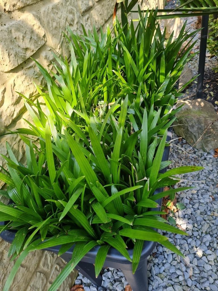 Palm zaailingen, Tuin en Terras, Ophalen, Overige soorten, Volle zon