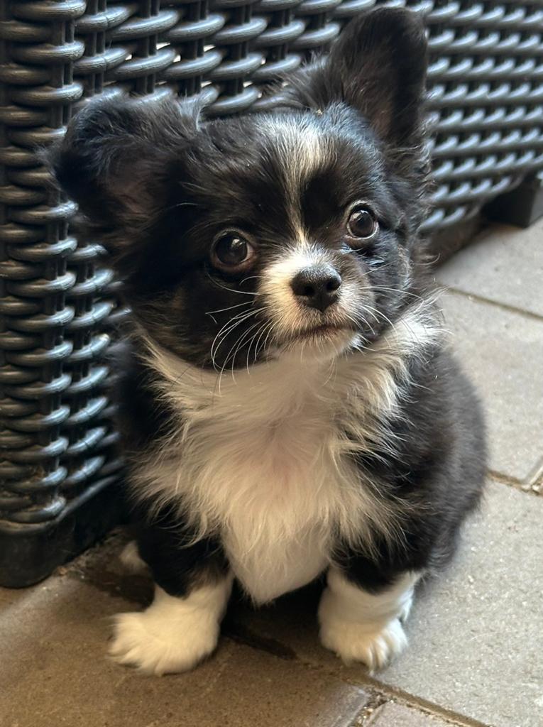Nog 1 geweldig mooie langhaar Chihuahua pup beschikbaar !, Parvo, Reu, 8 tot 15 weken, Eén hond