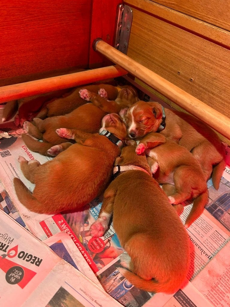 De liefste nova scotia duck tolling retrievers!, Overige rassen, 8 tot 15 weken, Parvo, Meerdere