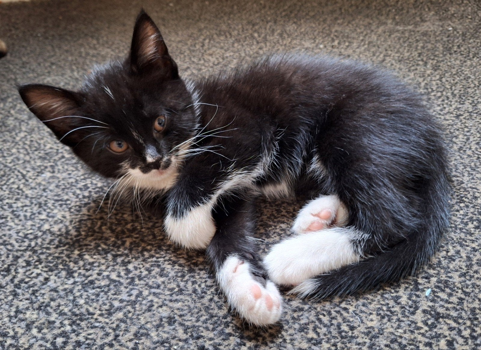 Lieve speelse kittens zoeken een goed tehuis, Meerdere dieren
