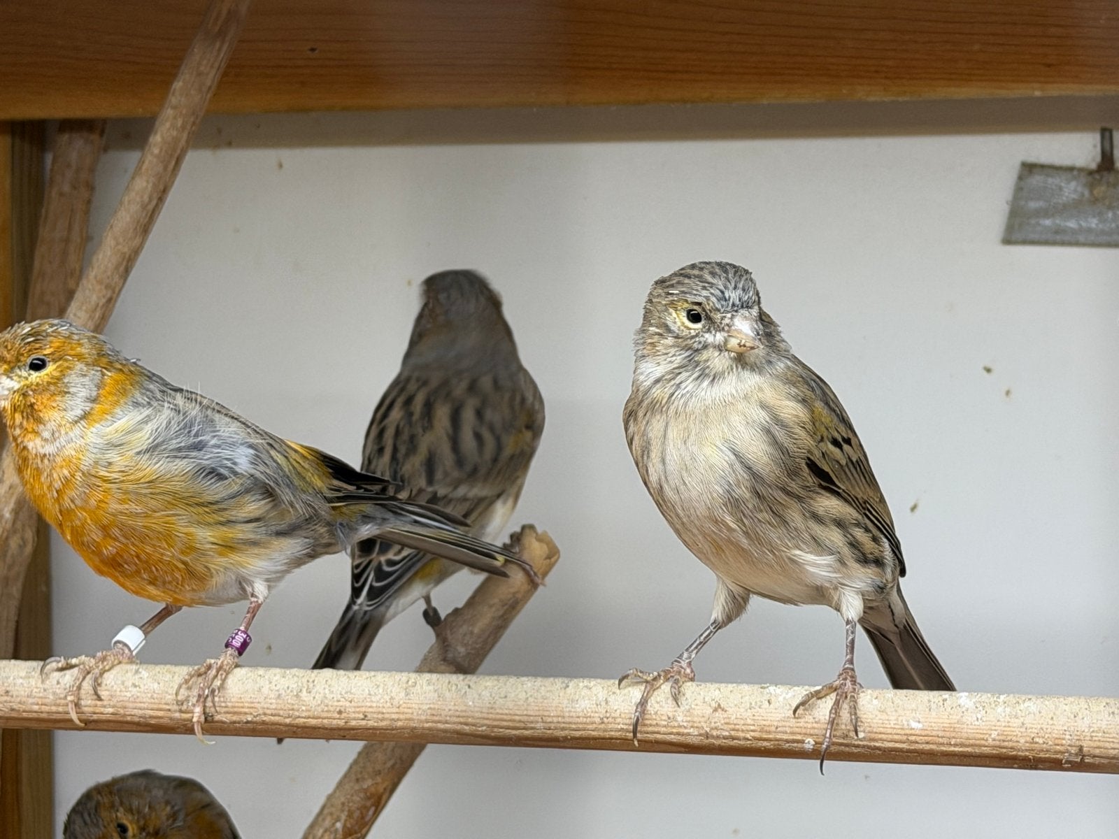Kanaries, Meerdere dieren, Kleurkanarie