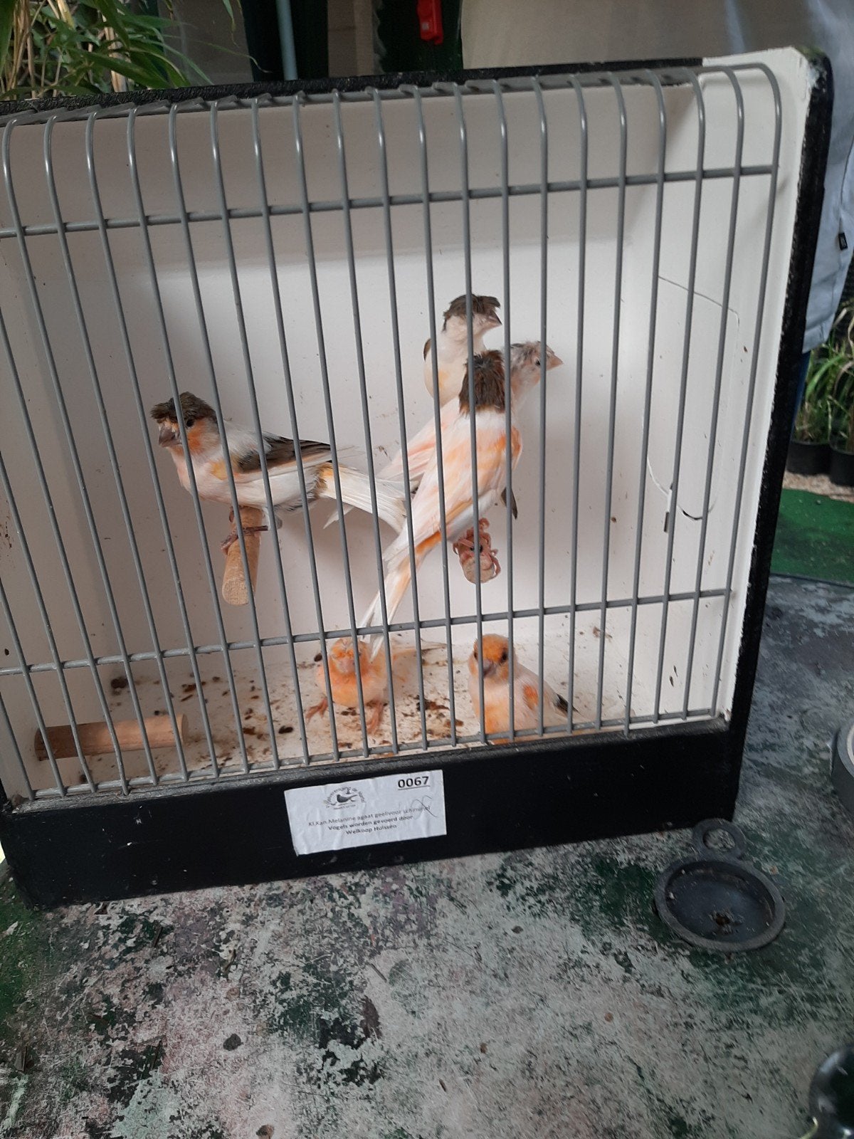t.k.mooie KOPPELS harlekijn kanaries div klr met.en z.kuif, Meerdere dieren, Kleurkanarie