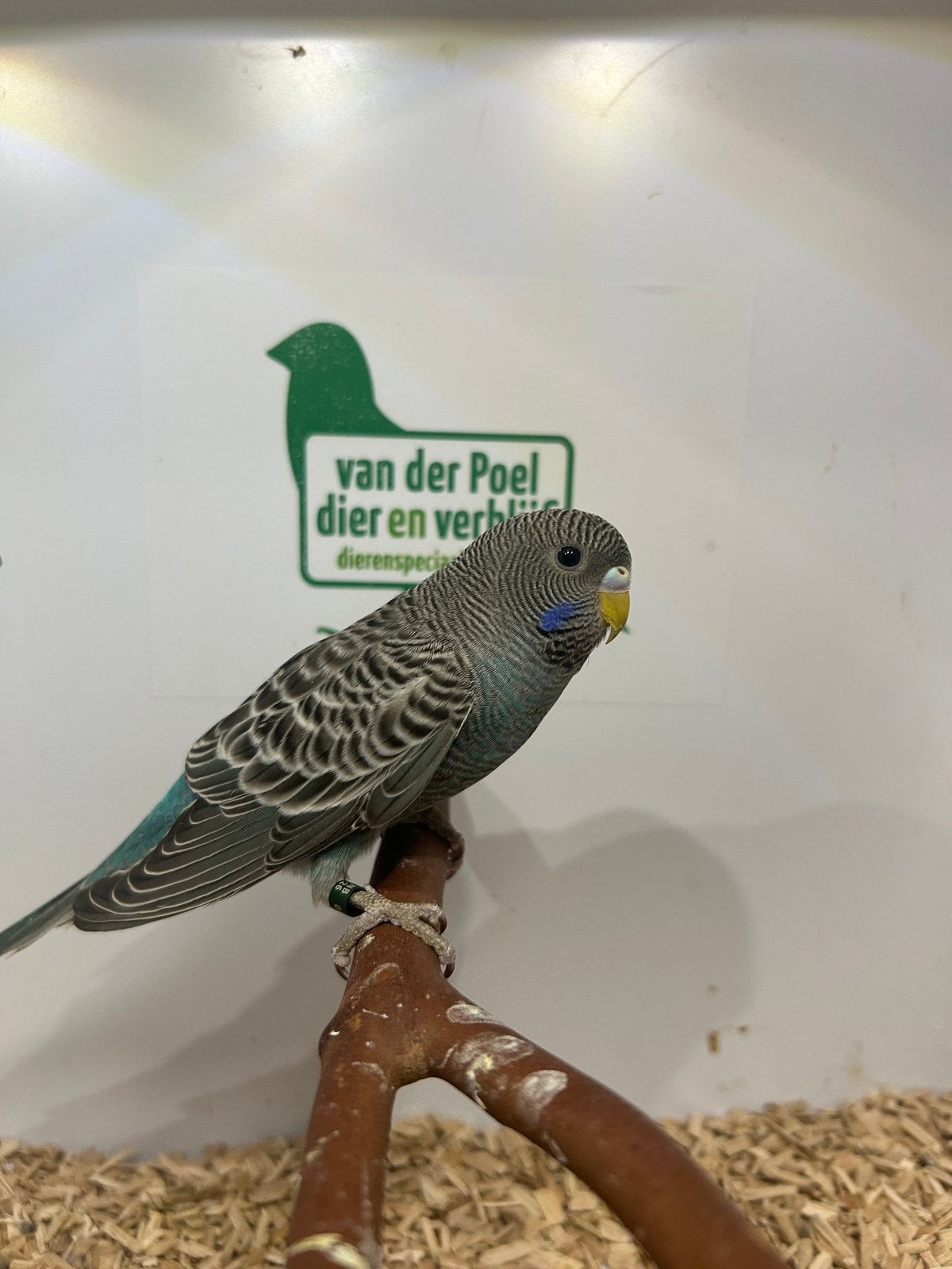 5 grasparkiet blackface, Dieren en Toebehoren, Vogels | Parkieten en Papegaaien, Meerdere dieren, Parkiet, Geringd