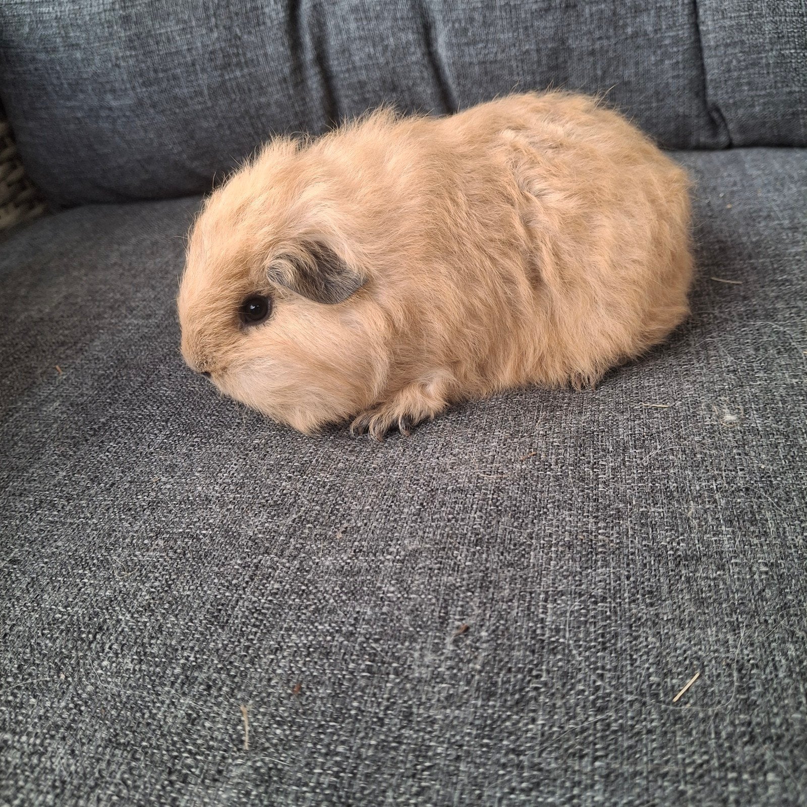 Ch teddy cavia, creme california zwart, Dieren en Toebehoren, Knaagdieren, Juni, Mannelijk, Cavia