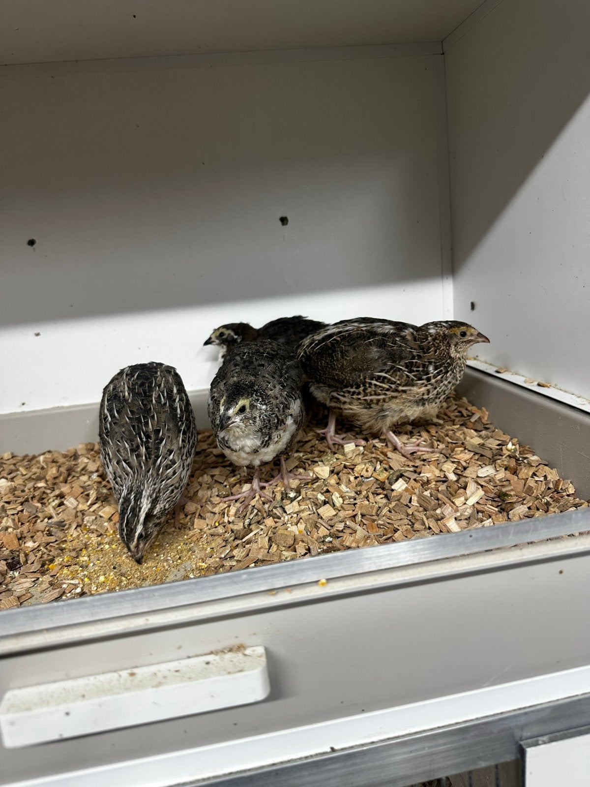 Japanse kwartels, Meerdere dieren, Overige soorten