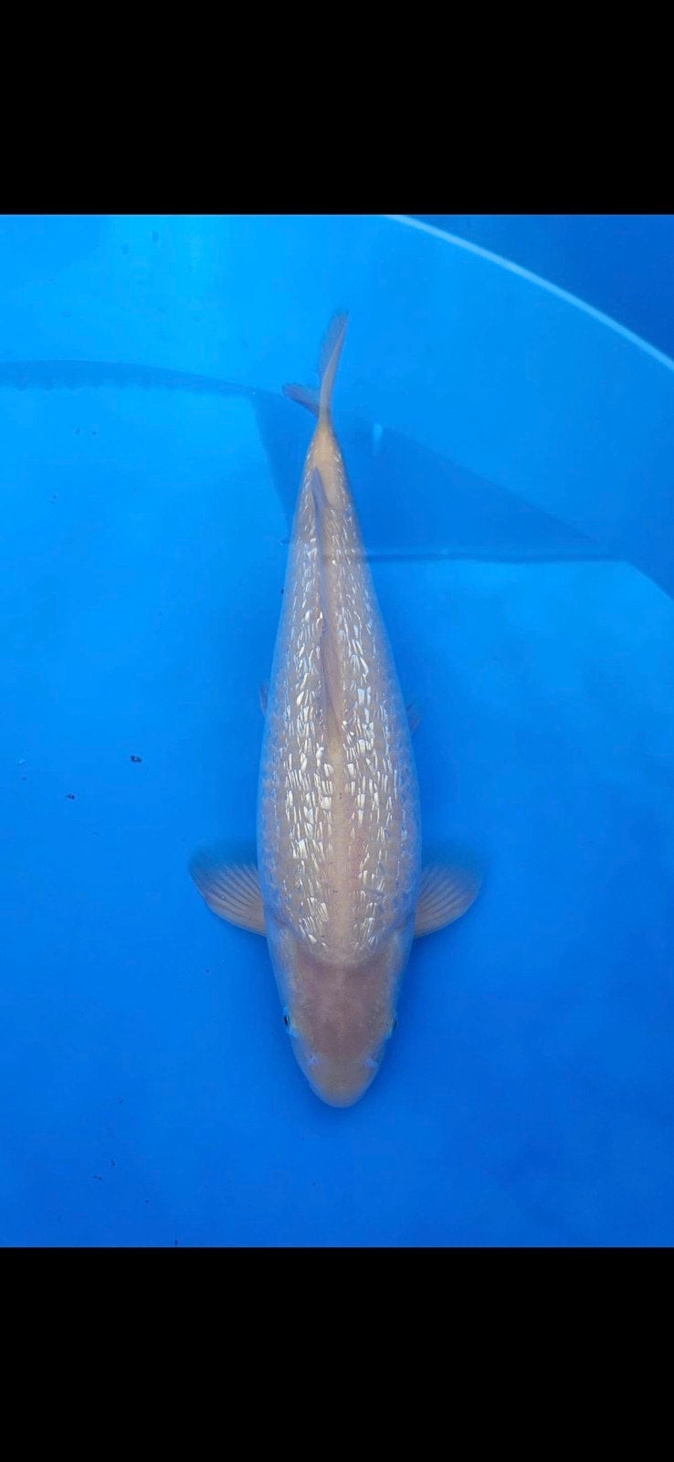 Yellow monkey Ginrin Dainichi, Karper of Koi