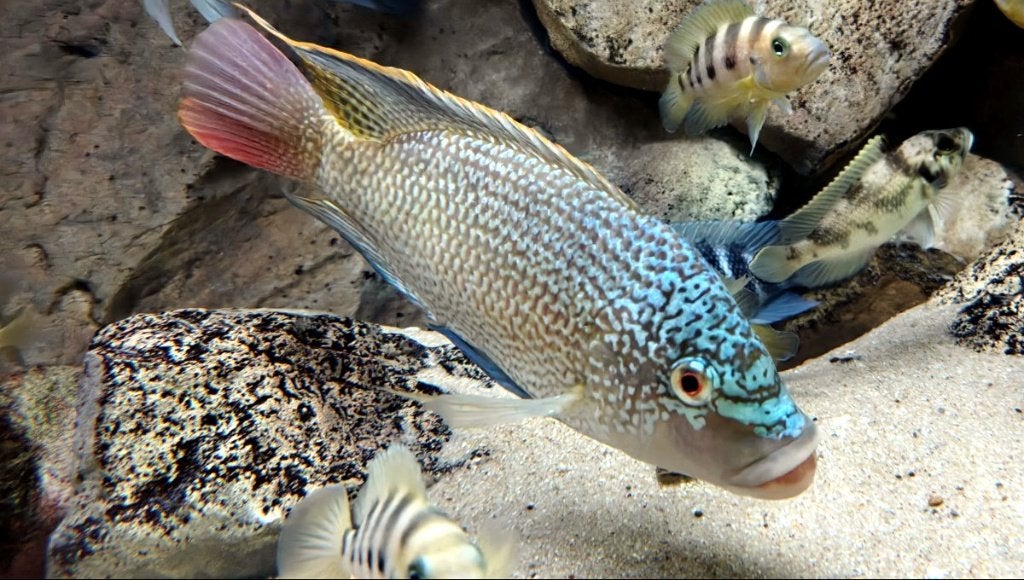 Oreochromis Tanganicae F1 - volwassen groep 1.2, Dieren en Toebehoren, Vis, Zoetwatervis