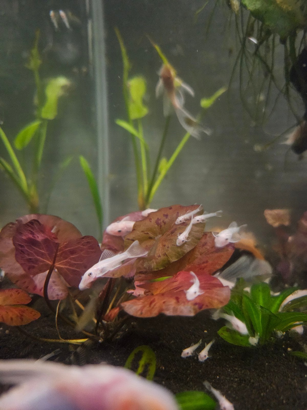 Snow White Ancistrus L144, Dieren en Toebehoren, Vissen | Aquariumvissen, Vis