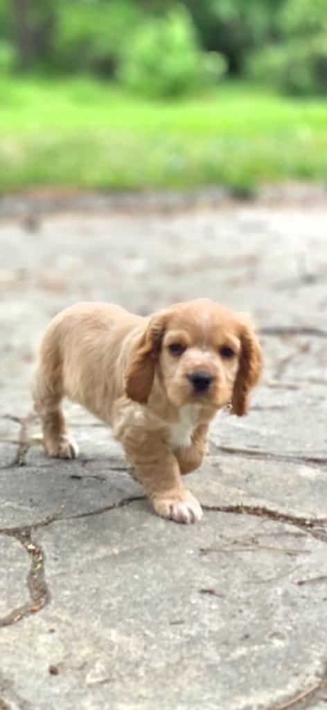 Cocker spaniel pups, Dieren en Toebehoren, Honden | Retrievers, Spaniëls en Waterhonden, Particulier, 15 weken tot 1 jaar, Buitenland