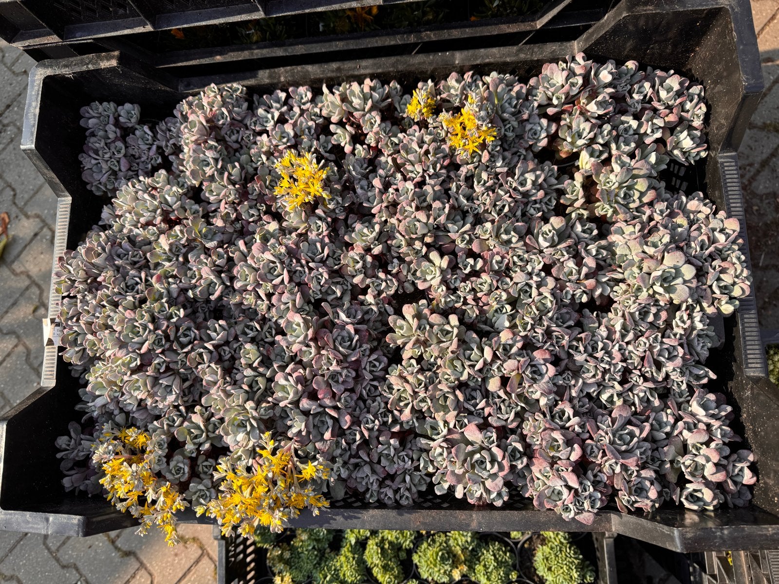 Foto 24 van Rotsplanten: 30 soorten,10 voor €10, sempervivum, sedums enz