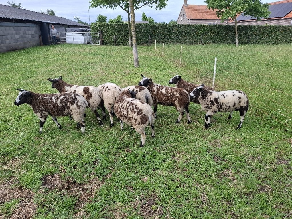 bonte ramlammeren ARR/ARR en zwoegervrij, Dieren en Toebehoren, Schapen, Geiten en Varkens, Mannelijk, Schaap, 0 tot 2 jaar