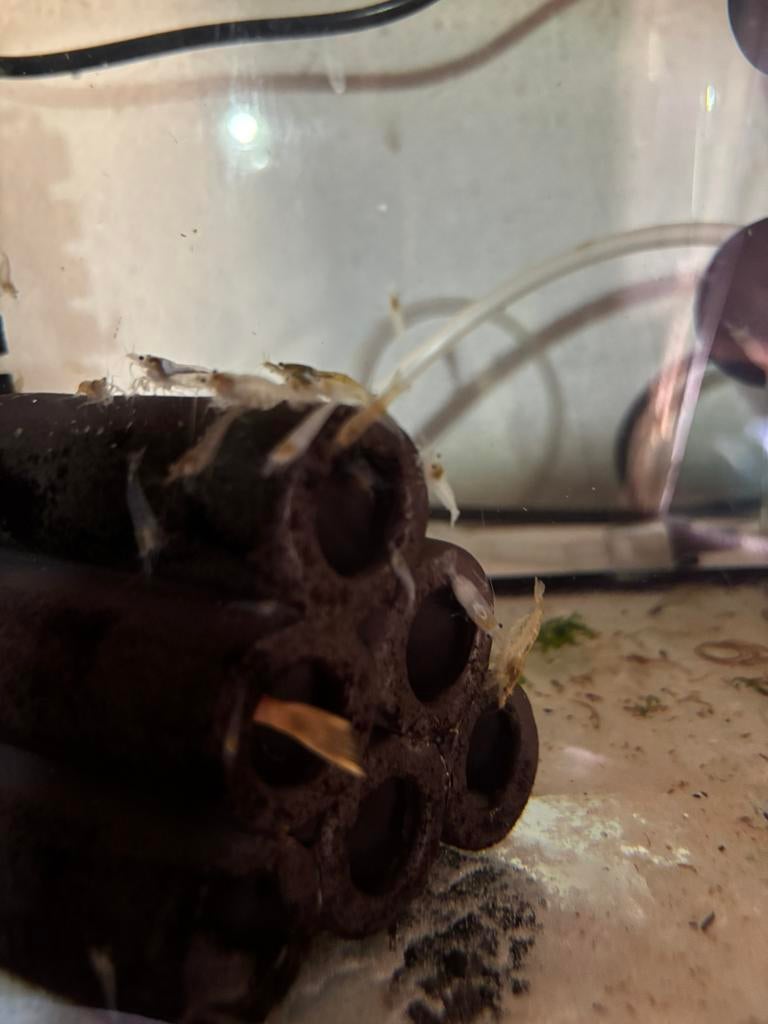 Garnalen mix, Kreeft, Krab of Garnaal, Zoetwatervis, Schoolvis