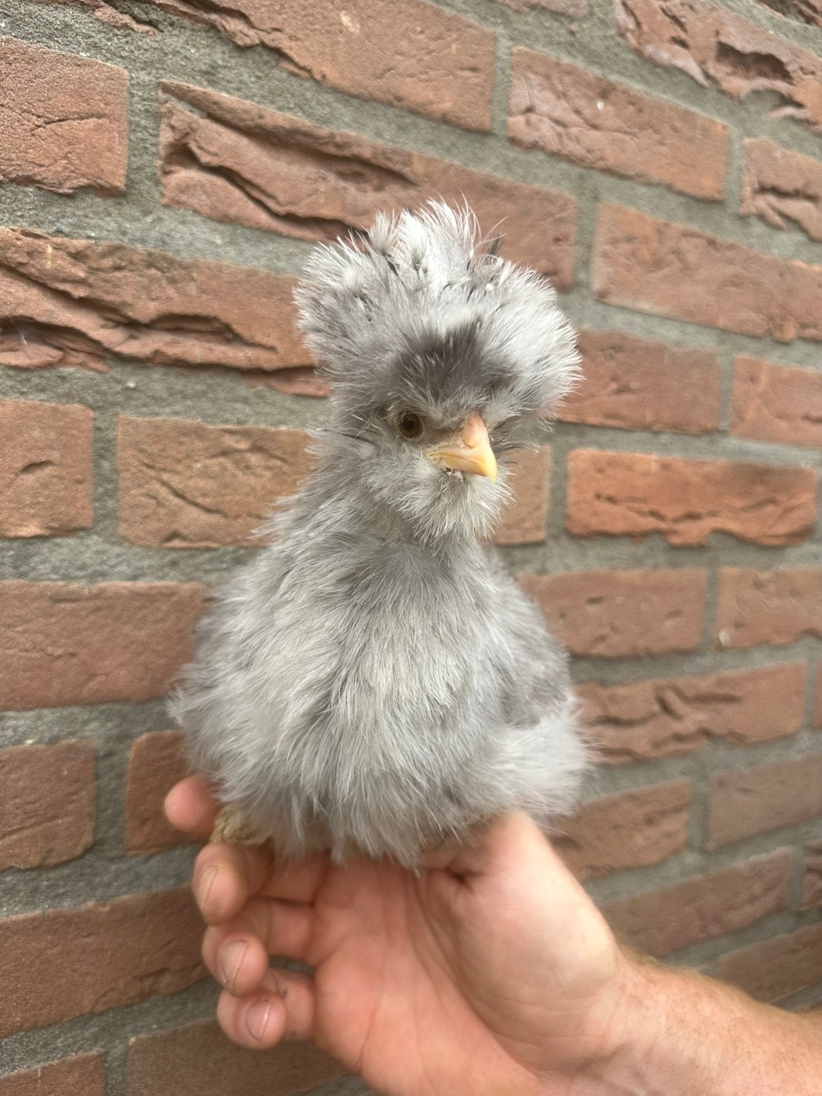 2 USA zijdehoen hennetjes 10 weken, geent tegen marek, Dieren en Toebehoren, Pluimvee, Vrouwelijk, Kip