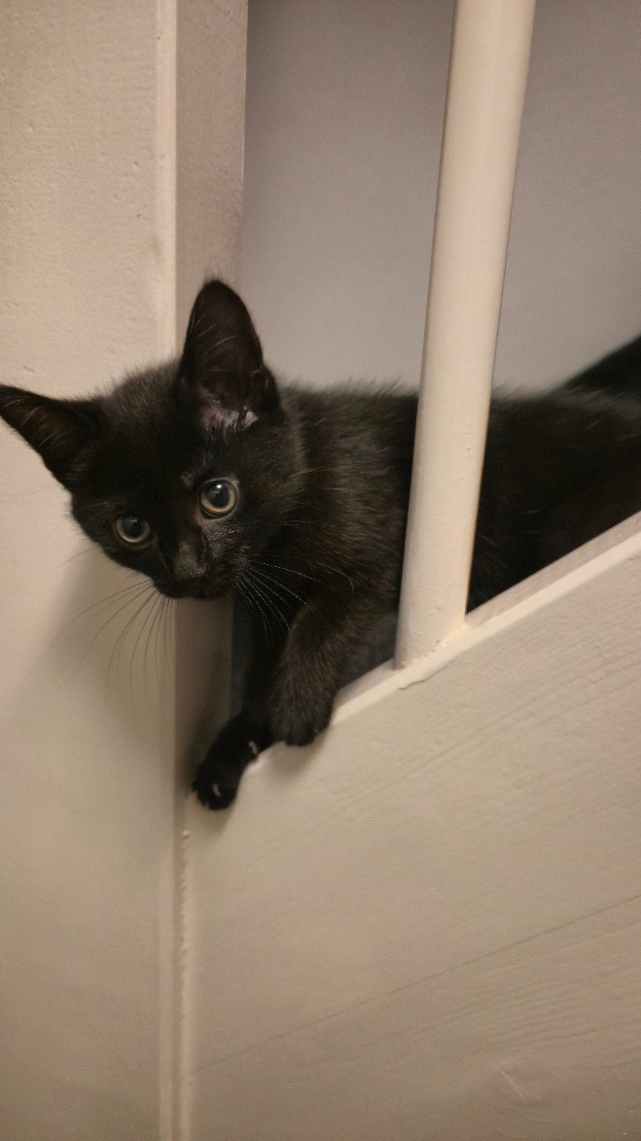 Kitten (10 weken) Nala inclusief compleet 'startpakket', Dieren en Toebehoren, Poes, Ingeënt, 0 tot 2 jaar