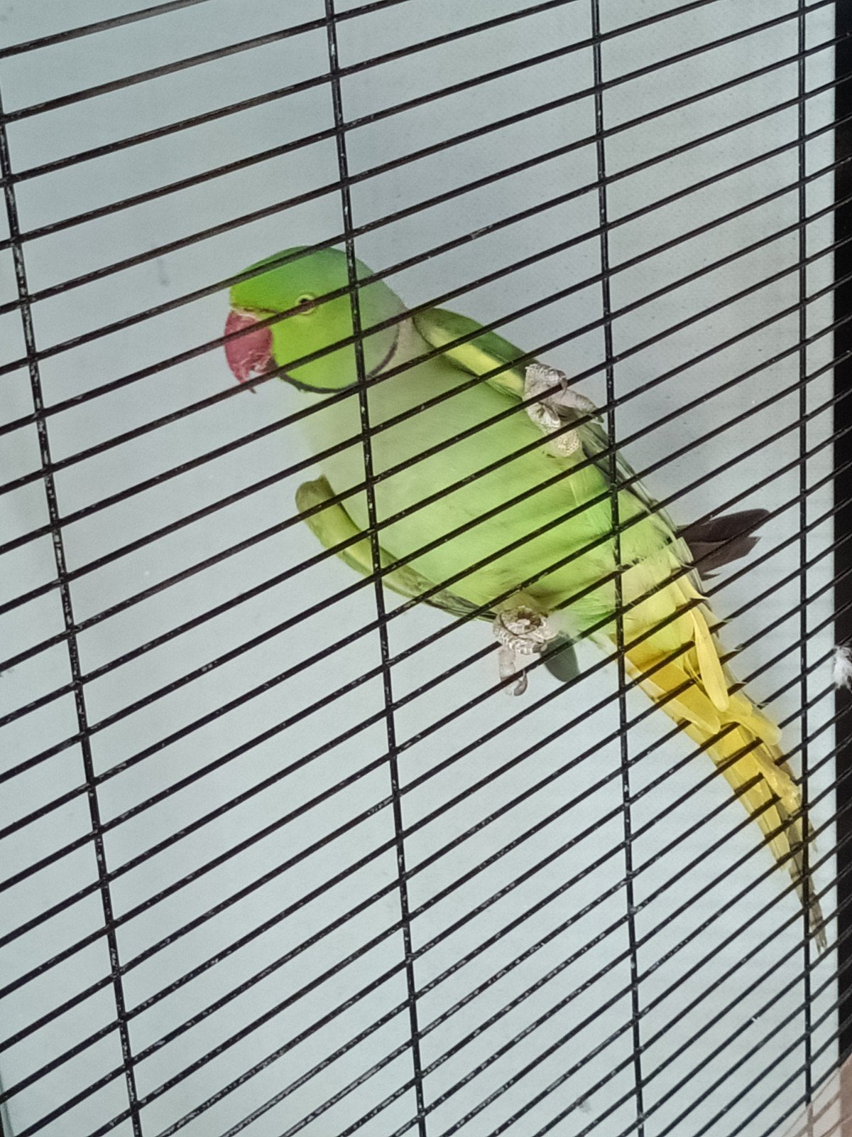 halsband parkiet. man, Dieren en Toebehoren, Mannelijk, Parkiet