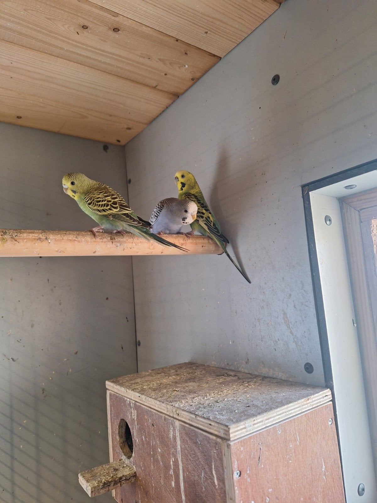 Jonge en oudere grasparkieten, Dieren en Toebehoren, Vogels | Parkieten en Papegaaien, Meerdere dieren, Parkiet