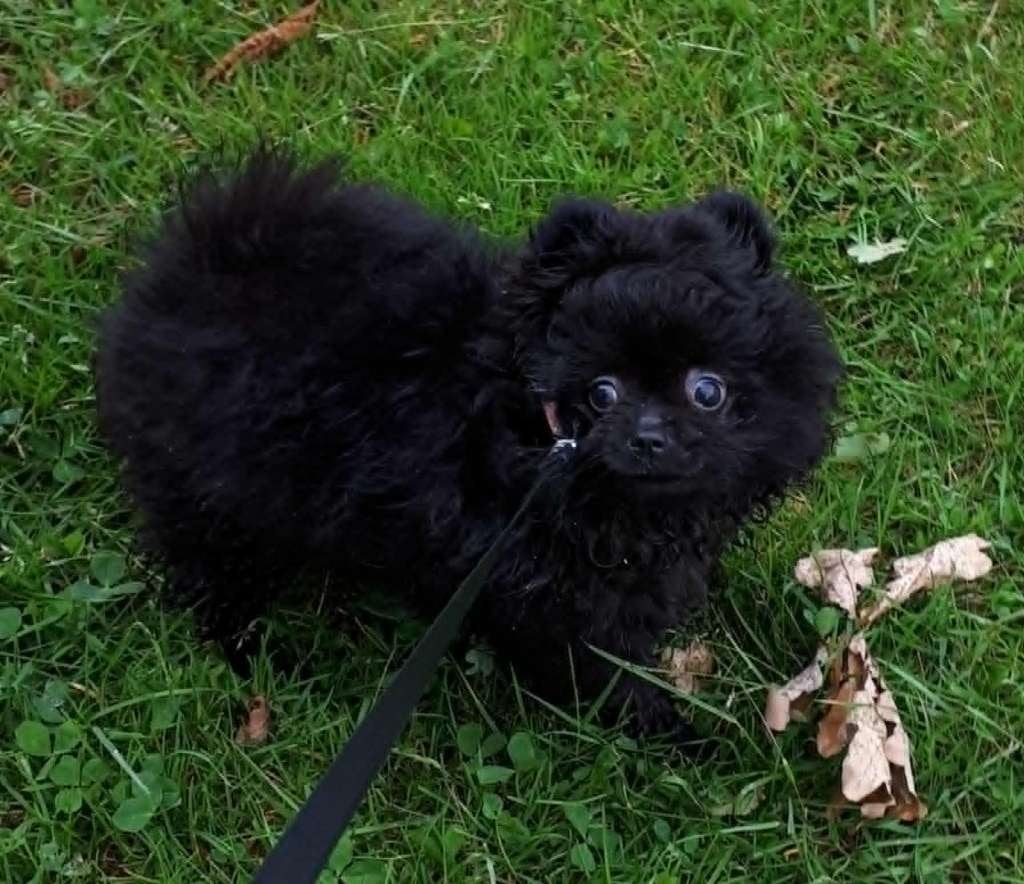 pomeriaan (teefje), Dieren en Toebehoren, Honden | Chihuahua's en Gezelschapshonden, Overige rassen, 8 tot 15 weken, Teef, Parvo