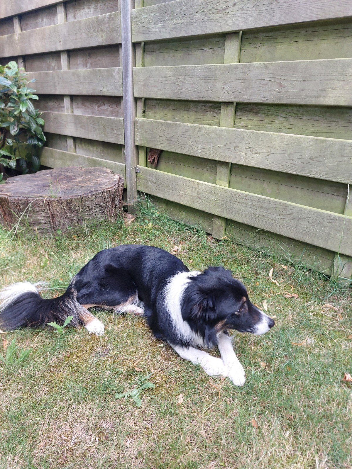 Border collie, Dieren en Toebehoren, Rabiës (hondsdolheid), 1 tot 2 jaar, Teef, Collie