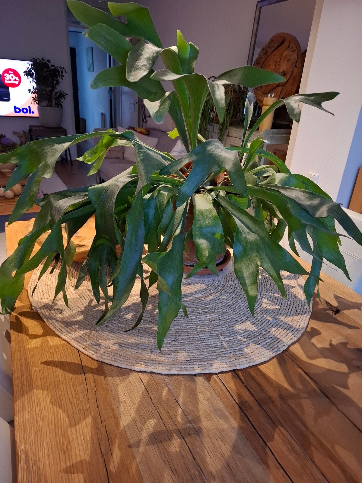 Platycerium bifurcatum Herthoornvaren - 70cm hoog, Ophalen