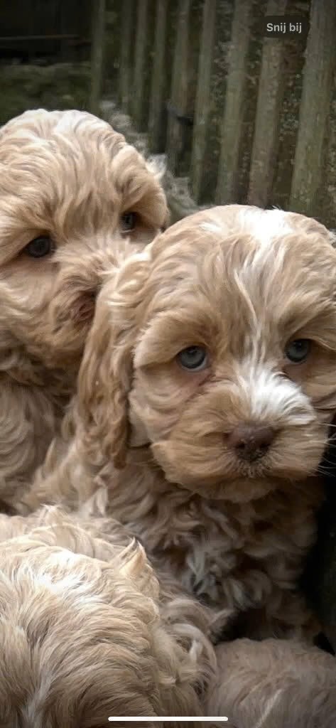 🥰nu ook hele bijzondere kleurtjes echte mini Labradoodle 🥰, Parvo, Overige rassen, 1 tot 2 jaar, Meerdere
