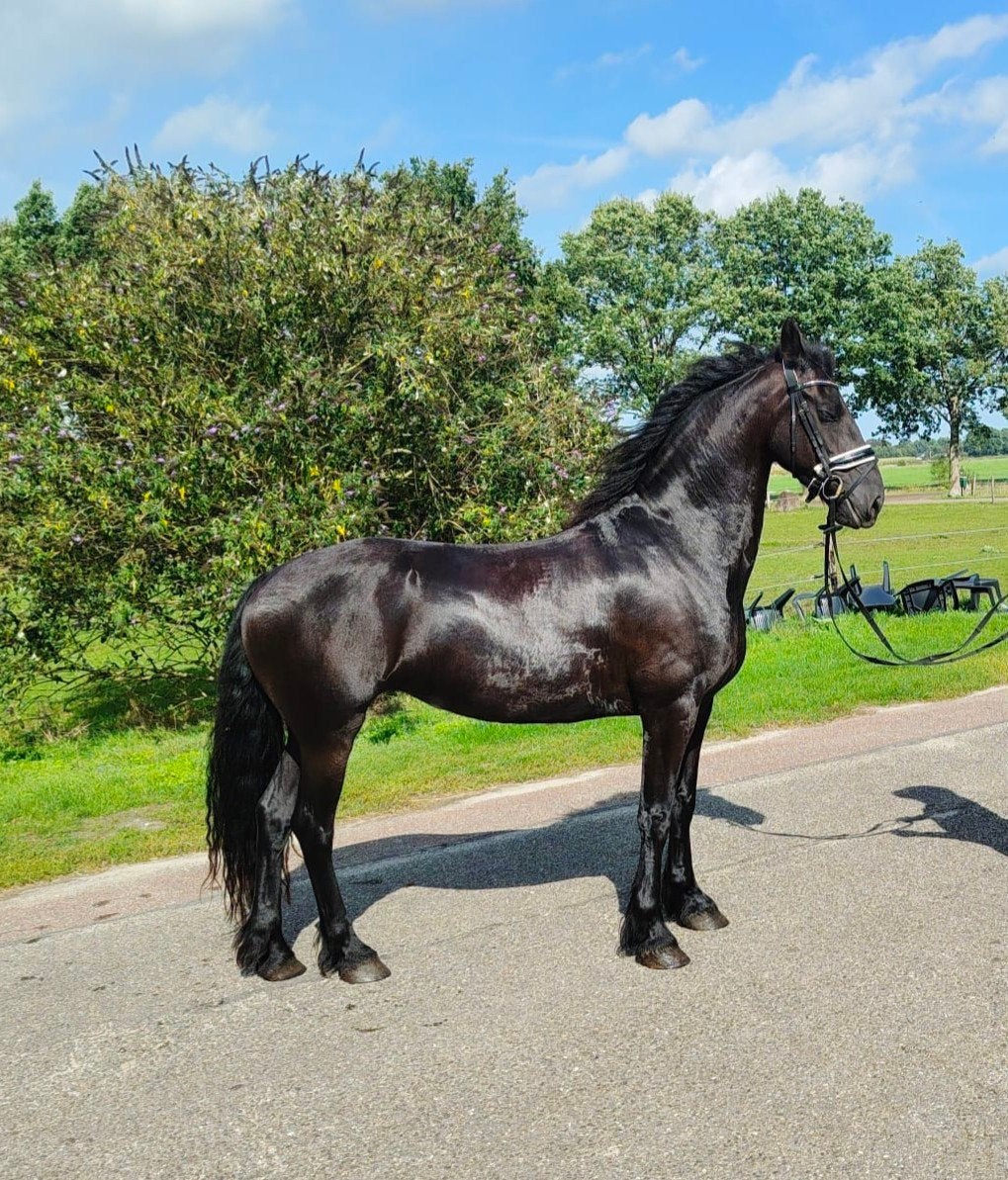 6 jarige Friese merrie, Dieren en Toebehoren, Merrie, B, Dressuurpaard, 3 tot 6 jaar