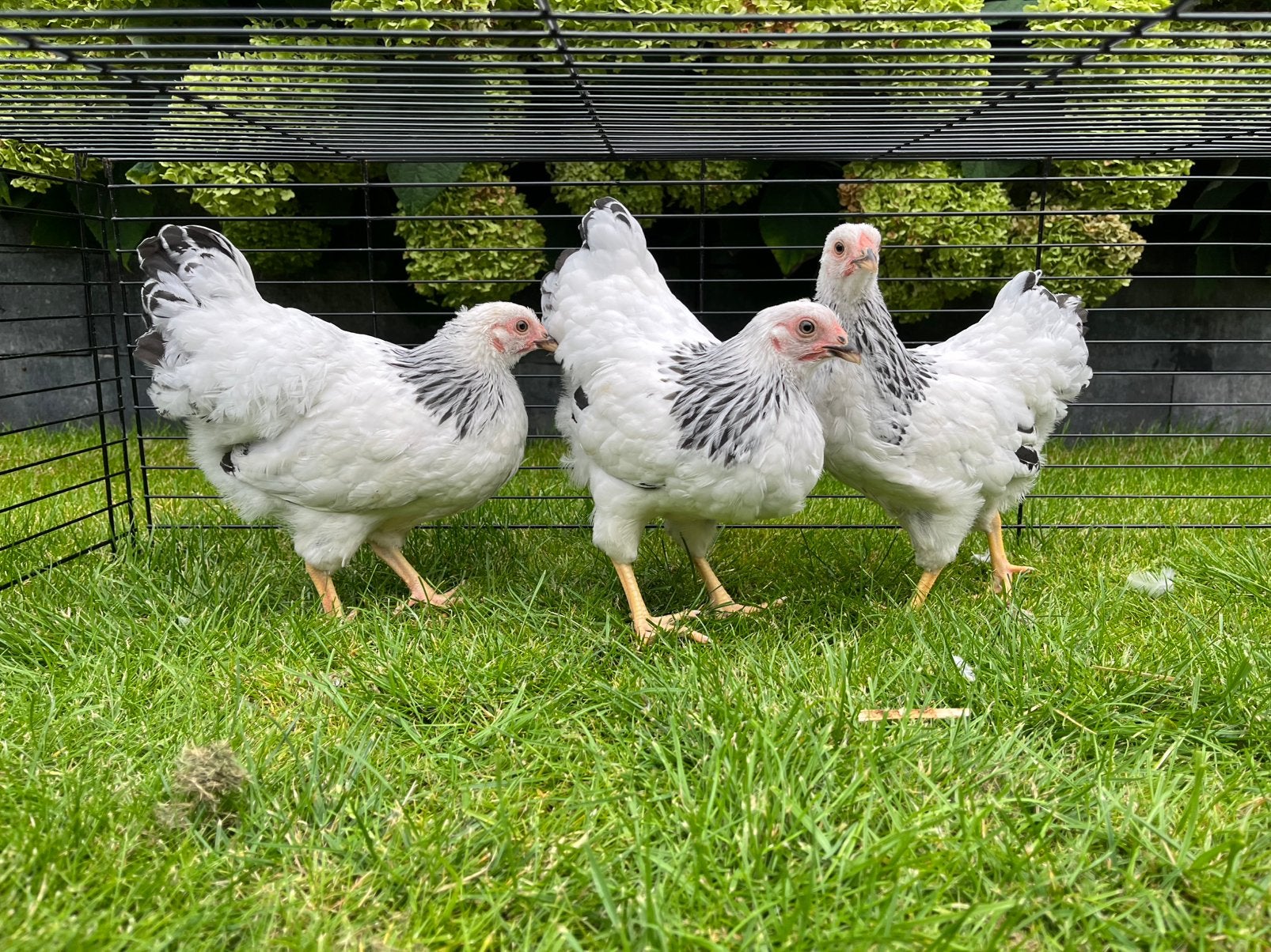 🐓 Laatste jonge Wyandottekriel Columbia zwart wit hennen 🐔, Dieren en Toebehoren, Pluimvee, Vrouwelijk, Kip