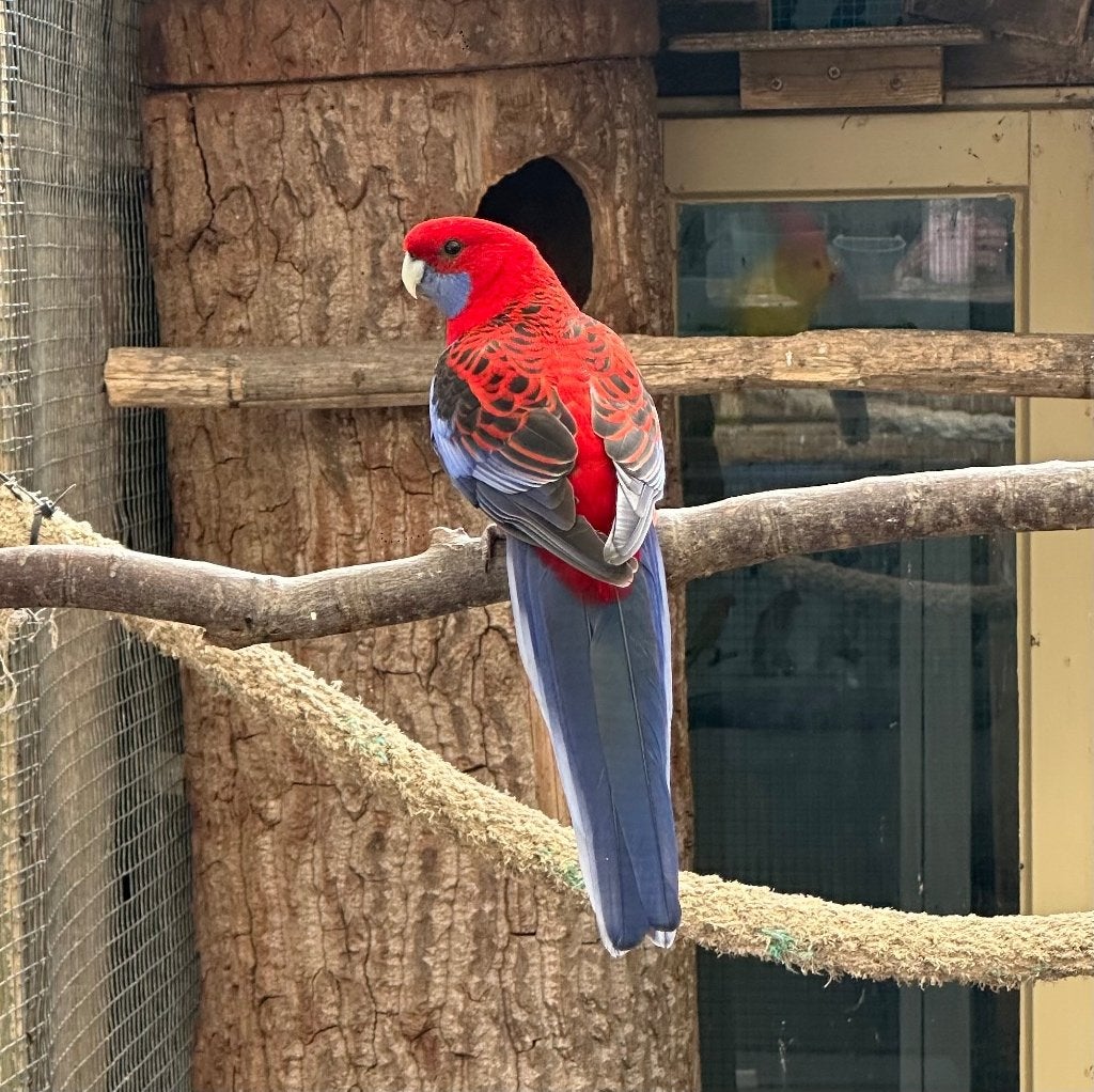 Pennant rosella's, Meerdere dieren, Parkiet