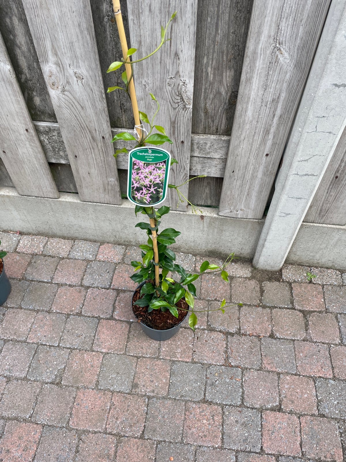Roze Toscaanse Jasmijn - Trachelospermum 'Pink', Volle zon, Vaste plant, Ophalen of Verzenden, Klimplanten