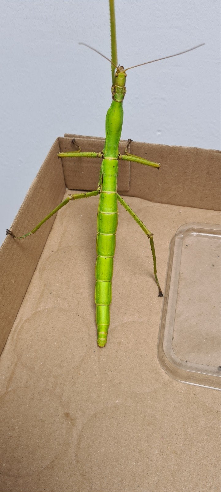 te koop eitjes hermarchus sp wandelende tak, Wandelende tak