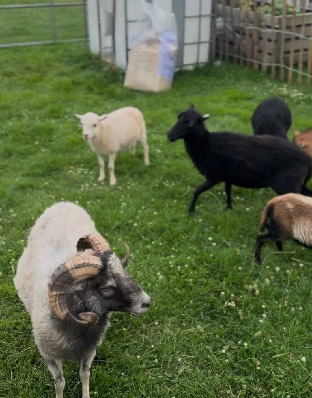 Kudde Oussant schapen, Meerdere dieren, Schaap
