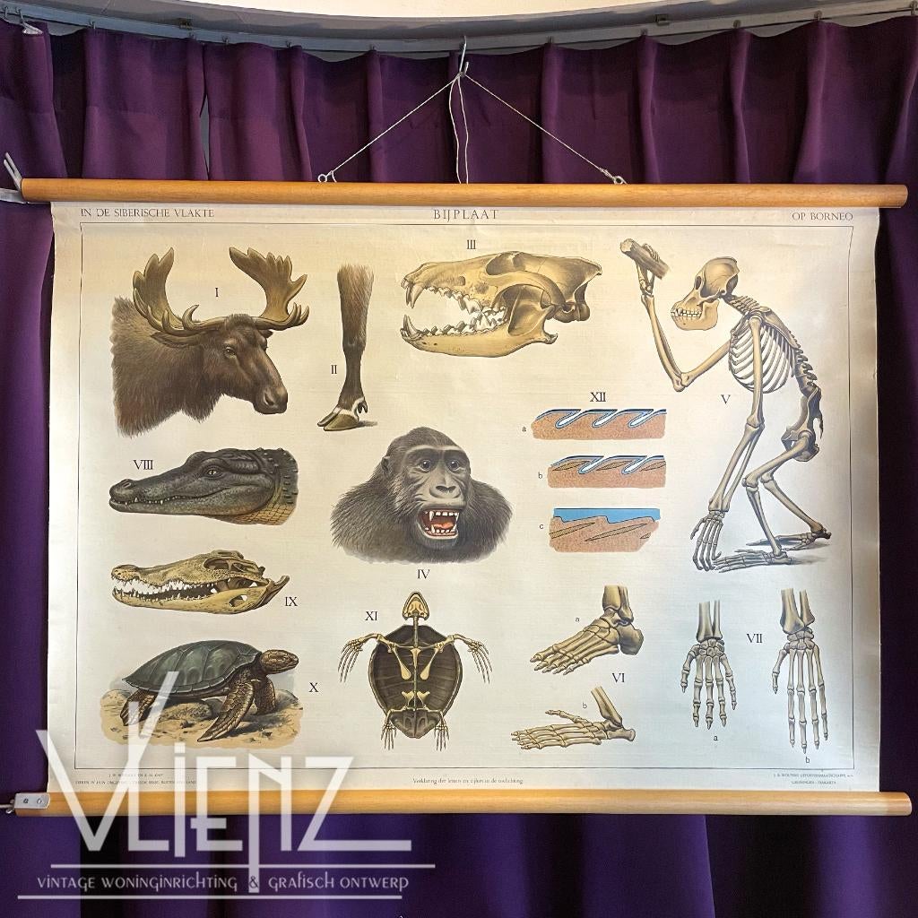 Vintage, retro schoolplaat Siberische vlakte, op Borneo, Antiek en Kunst, Antiek | Schoolplaten, Ophalen, Natuur en Biologie