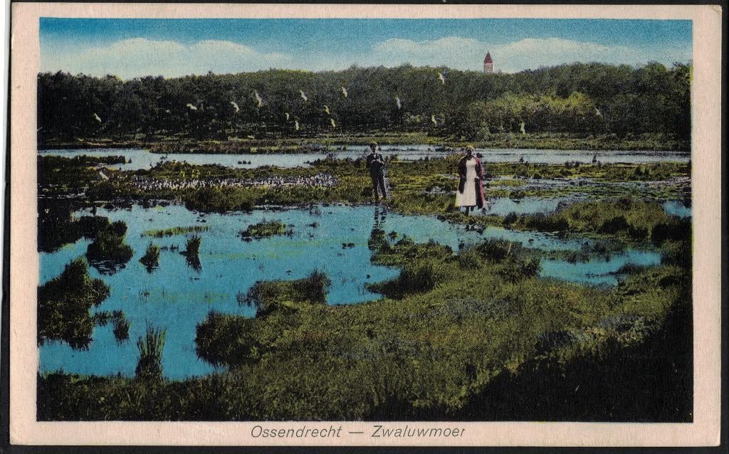 Ossendrecht, Zwaluwmoer. 1929., Ophalen of Verzenden, 1920 tot 1940, Gelopen, Noord-Brabant