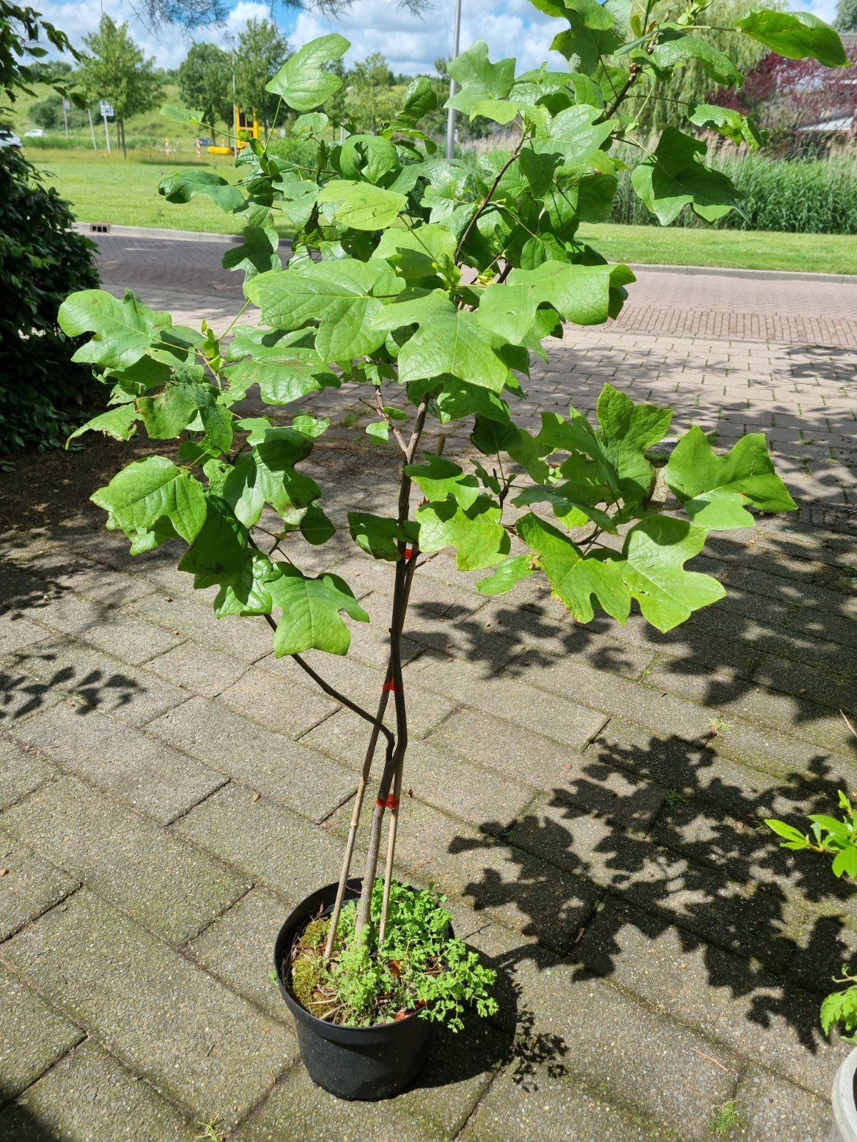 Amerikaanse Tulpenboom met mooie gele bloemen, Tuin en Terras, Planten | Bomen, Ophalen of Verzenden