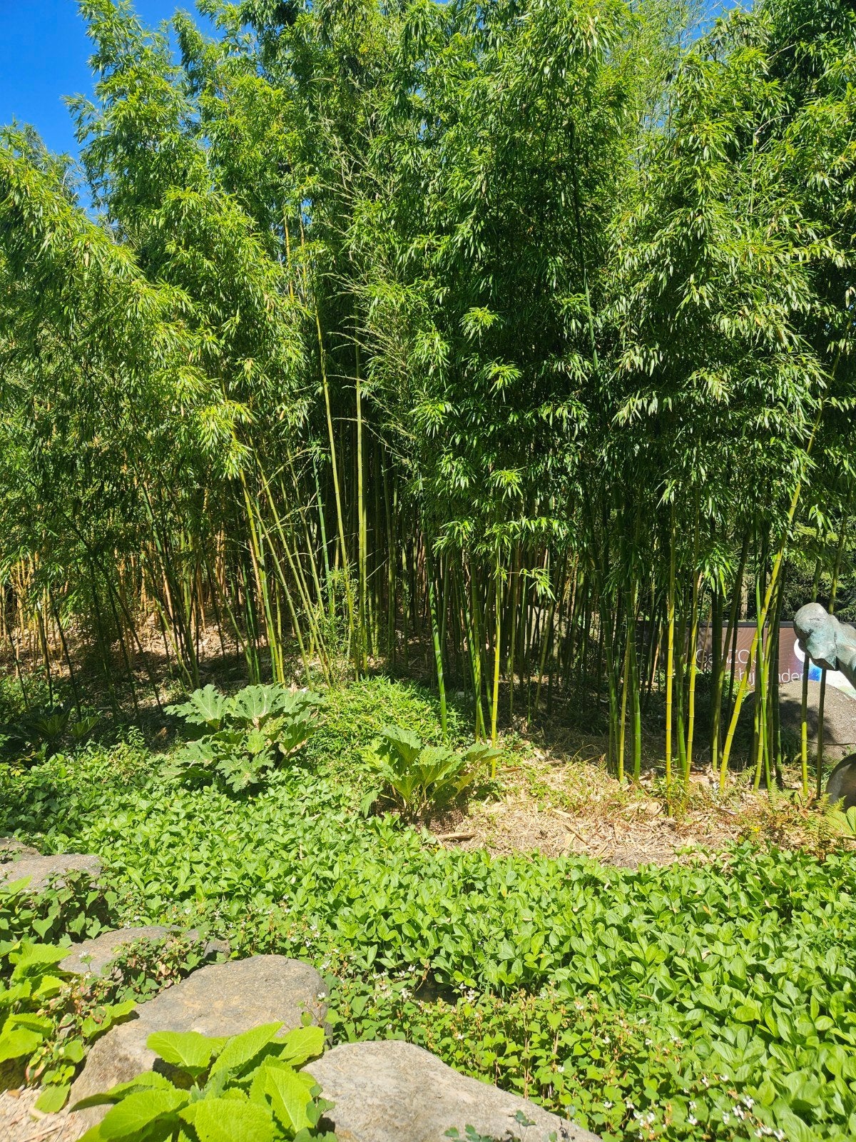 Bamboe, Tuin en Terras, Planten | Bomen, Ophalen of Verzenden, Bloeit niet, Halfschaduw, Overige soorten