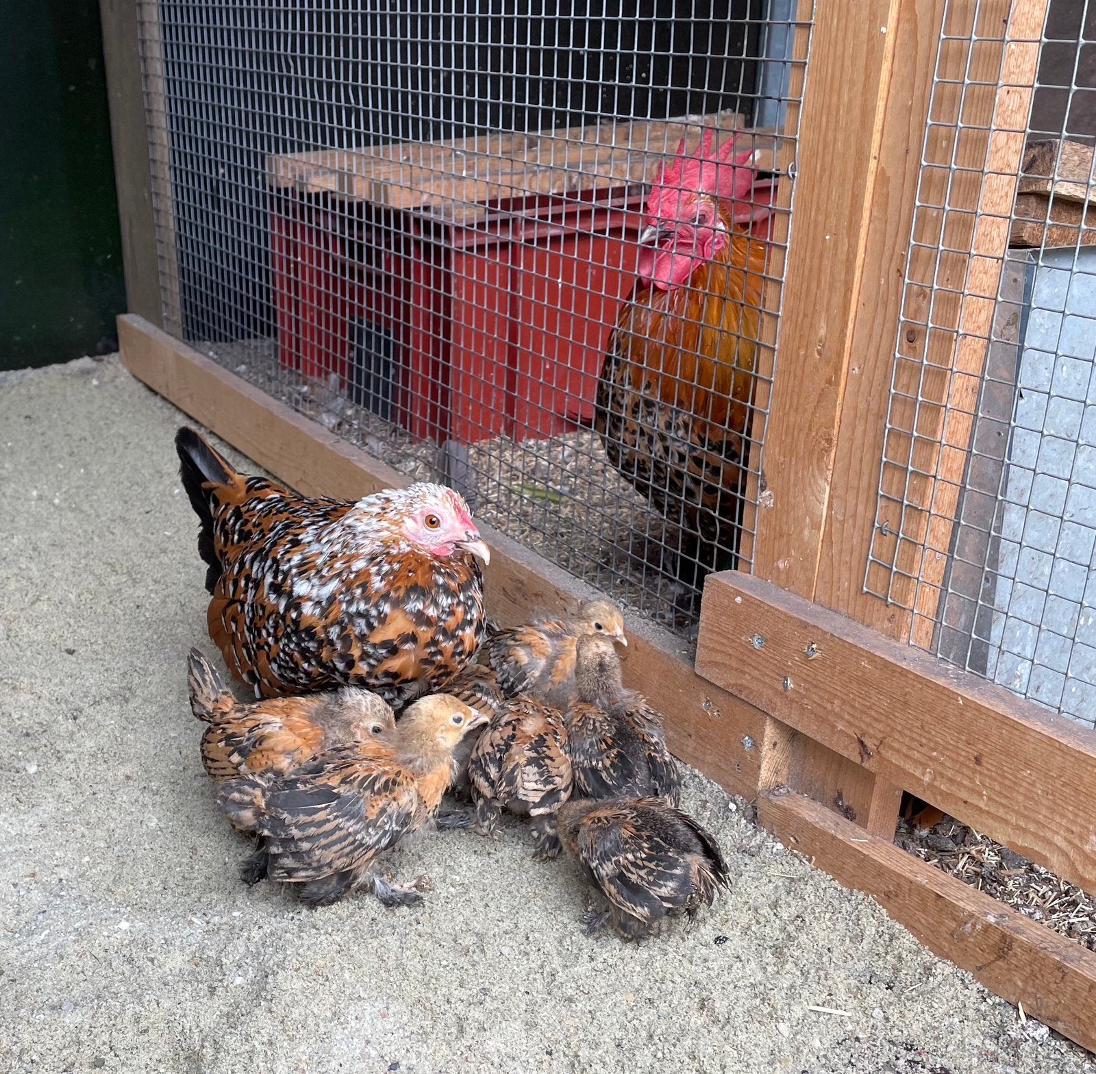 Hollandse sabelpoot kloek met 7 kuikens, Dieren en Toebehoren, Pluimvee, Kip, Meerdere dieren