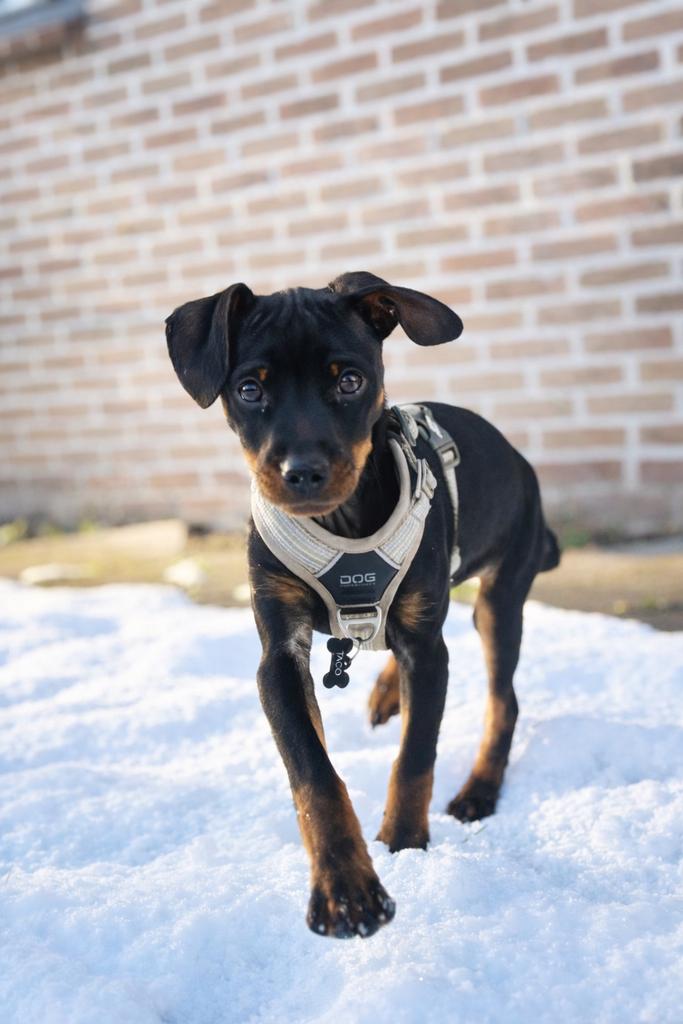 Dog Copenhagen comfort walk air tuig XS, Ophalen of Verzenden, Zo goed als nieuw
