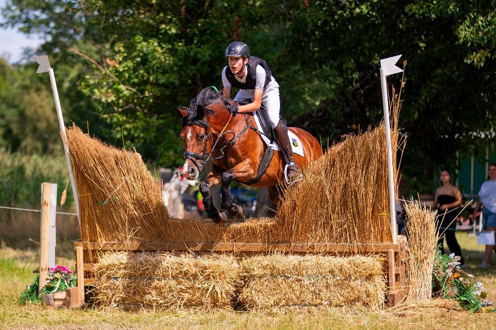 Lieve allround New Forest sportpony, Merrie, Met stamboom, M, Springpony