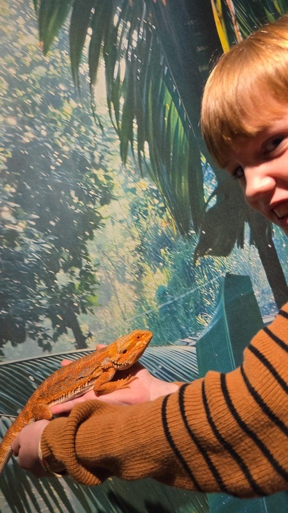 Mannelijke Baardagaam incl terrarium Bearded Dragon photo 2