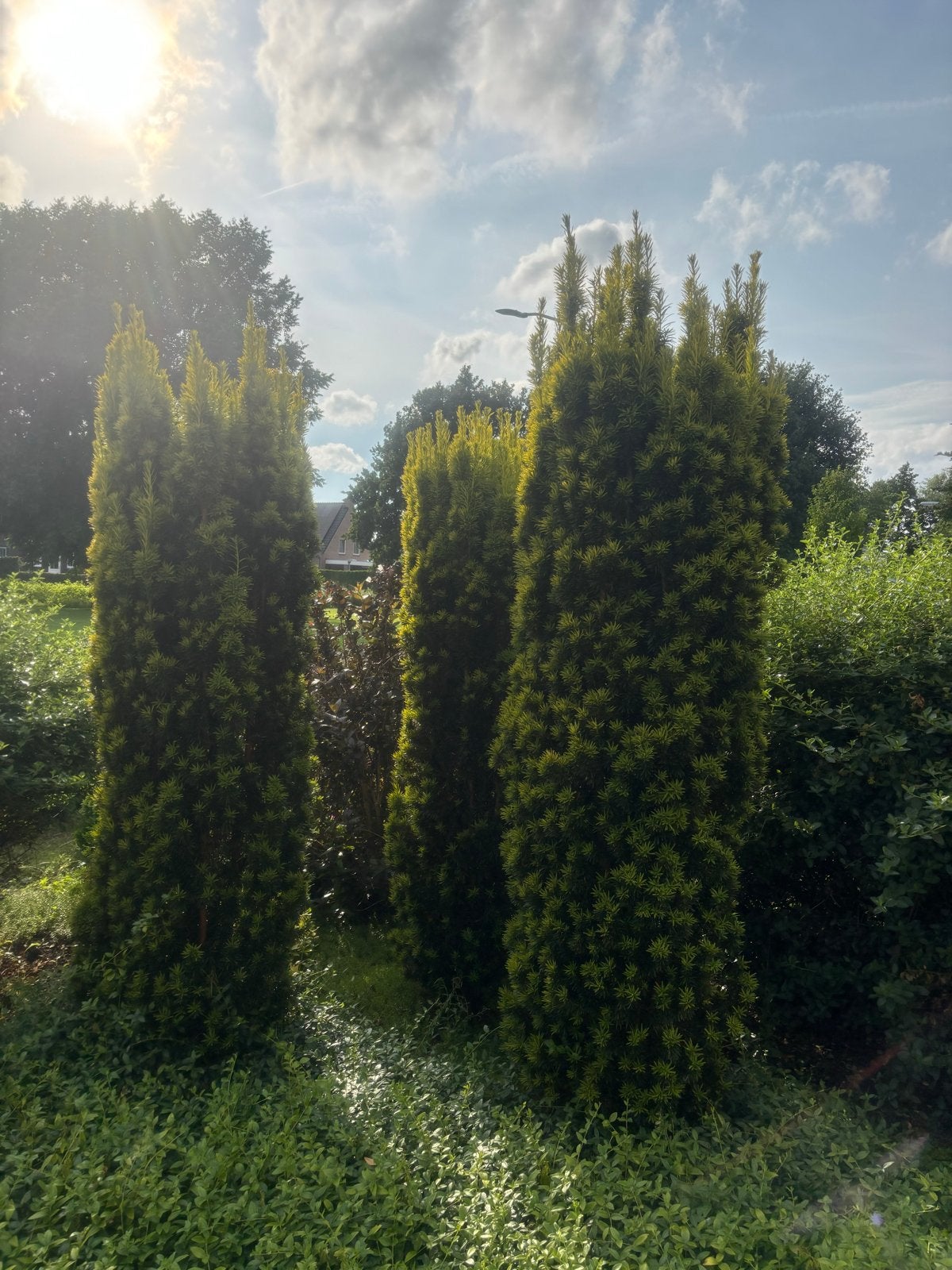 meerdere Taxus planten, Volle zon, Vaste plant, Bloeit niet, Ophalen