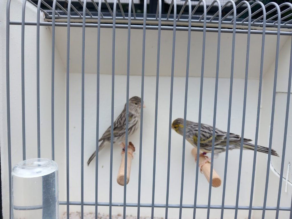 Koppels Geel Agaat Mozaïek Kanaries, Dieren en Toebehoren, Vogels | Kanaries, Meerdere dieren, Kleurkanarie