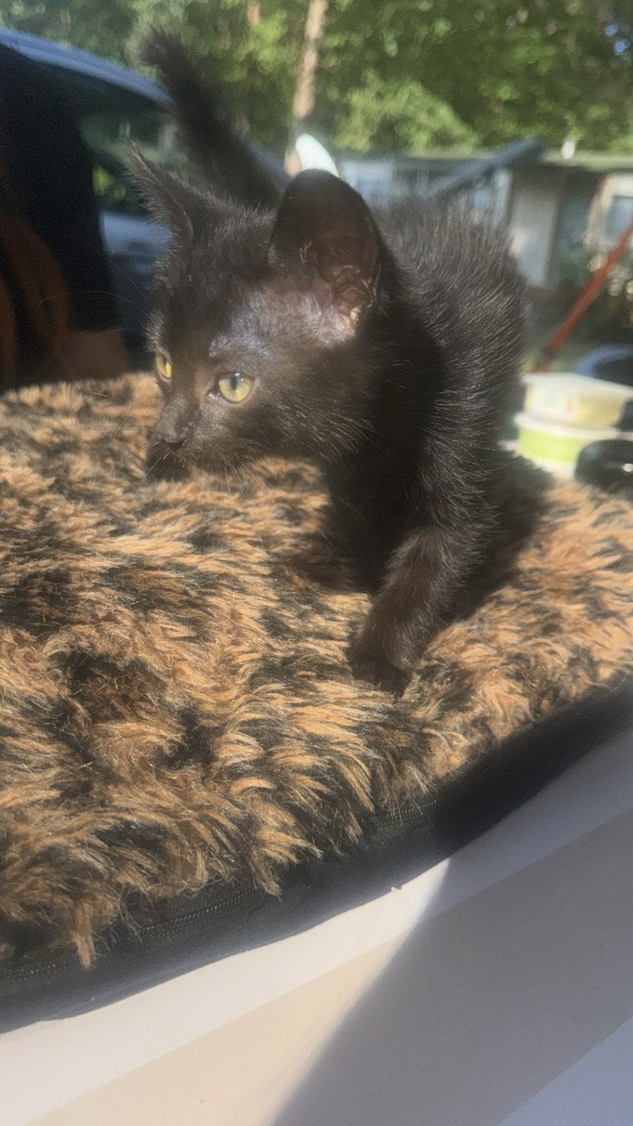 Kittens te koop zoeken gouden mandje, Meerdere dieren