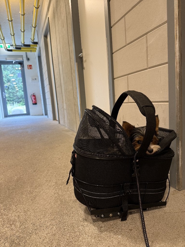 TRIXIE fietsmand voor hond – bagagedrager – tot 6 kg, Trixie, Ophalen, Zo goed als nieuw, Hondenfietsmand
