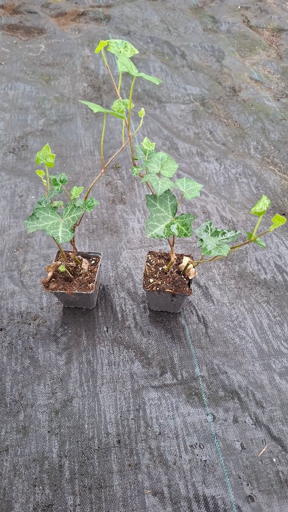 ACTIE hedera hibernica klimop of als bodembedekker 20/30 cm, Ophalen of Verzenden, Overige soorten, 100 tot 250 cm